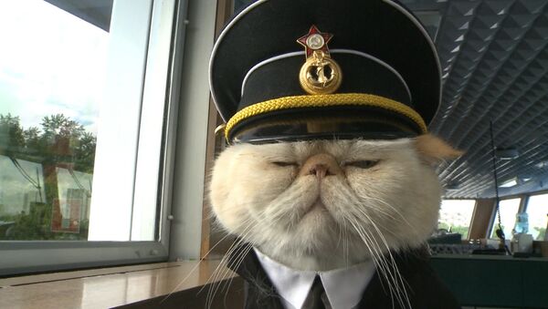 Спутник_Хвостатый экипаж, или Как коты в форме служат на корабле и ходят в море - Sputnik Беларусь