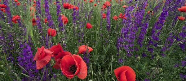 Краскі Краскі - Sputnik Беларусь