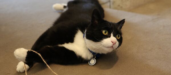 Кот Палмерстон, работающий в британском МИДе - Sputnik Беларусь