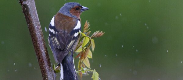 Берасцянка Берасцянка - Sputnik Беларусь
