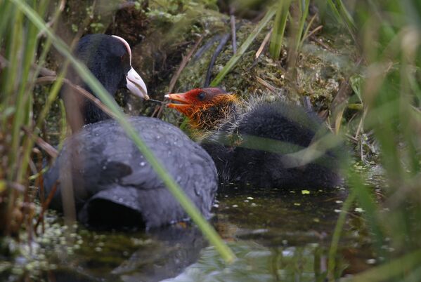 А это птенец лысухи со своей матерью, которая кормит его в зарослях у берега пруда весенним днем. - Sputnik Беларусь