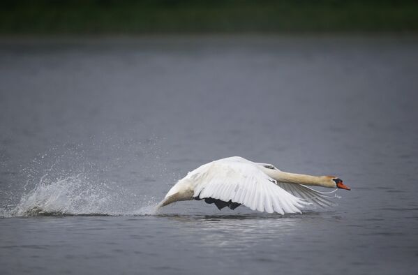 Лебедь пролетает над озером близ села Вязынь в Вилейском районе. - Sputnik Беларусь