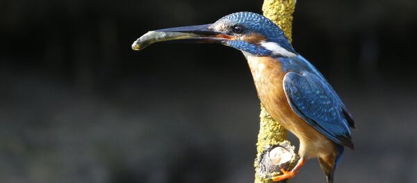 Зімародак Зімародак - Sputnik Беларусь