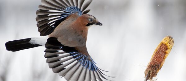 Сойка Сойка - Sputnik Беларусь