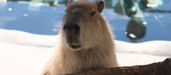 Капибара - Sputnik Беларусь