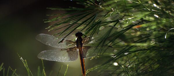 Стрекоза на дереве - Sputnik Беларусь