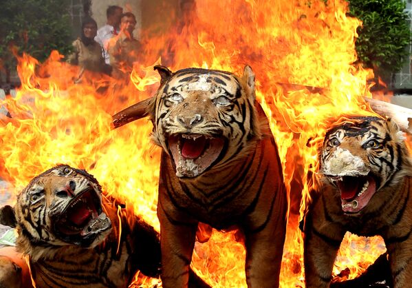 Сожжение конфискованных чучел суматранских тигров - Sputnik Беларусь
