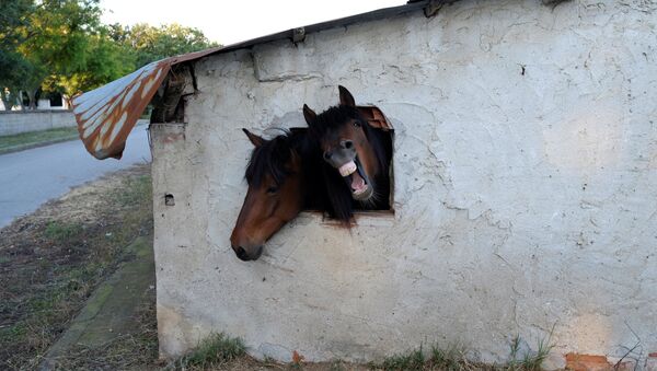 Лошади смотрят в окно стойни - Sputnik Беларусь