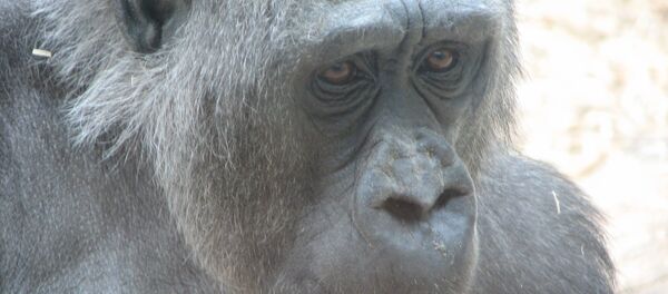 Горилла - Sputnik Беларусь
