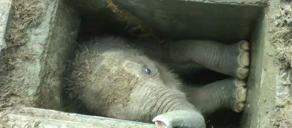 Спутник_Застрявшего в водостоке в Шри-Ланке слоненка вытаскивали за ноги и хобот - Sputnik Беларусь