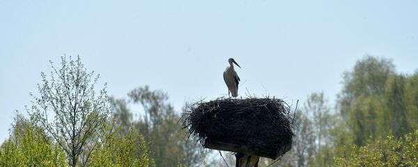 Бусел у гнязде - Sputnik Беларусь