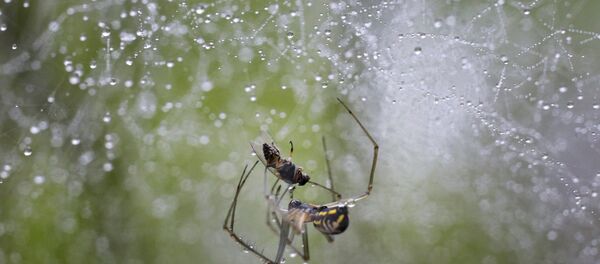 Павучок Павучок - Sputnik Беларусь
