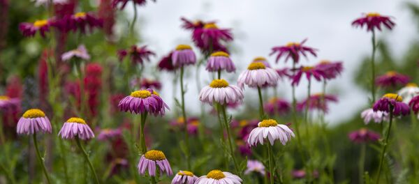 Краскі Краскі - Sputnik Беларусь