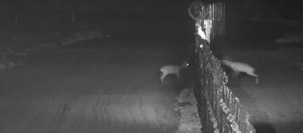 Олени из Беларуси и Украины бодались на границе, пока не пришел волк - Sputnik Беларусь