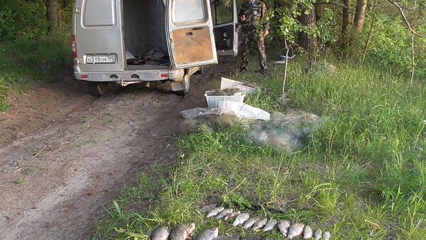 Незаконный улов задержанных в Дрибинском районе браконьеров - Sputnik Беларусь