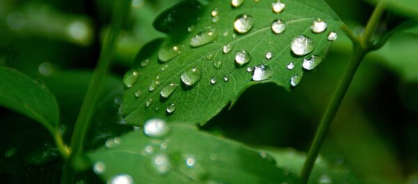 Кроплі дажджу Кроплі дажджу - Sputnik Беларусь