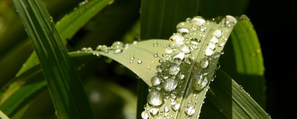 Кроплі дажджу на траве. Архіўнае фота - Sputnik Беларусь