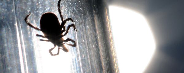 Исследование клещей в паразитологической лаборатории - Sputnik Беларусь