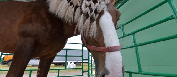 Международная выставка Белагро-2016 - Sputnik Беларусь