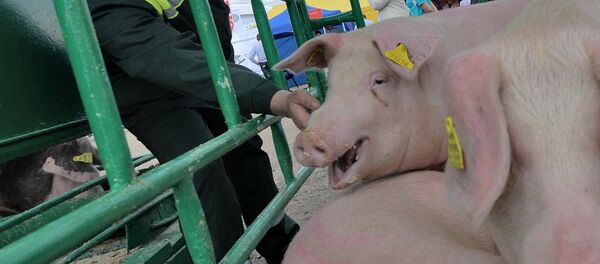 На Международной выставке Белагро-2016 - Sputnik Беларусь