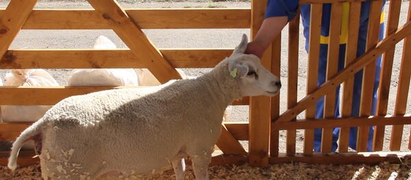 Почти контактный зоопарк: открылась выставка Белагро-2016 - Sputnik Беларусь