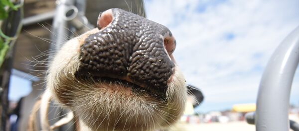 На Белагро-2016 выбрали лучшую корову страны На Белагро-2016 выбрали лучшую корову страны - Sputnik Беларусь