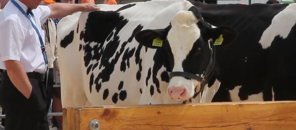 Первая буренка Беларуси: дефиле лучших коров прошло в Минске - Sputnik Беларусь