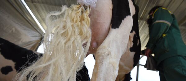На Белагро-2016 выбрали лучшую корову страны - Sputnik Беларусь