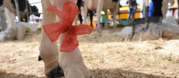 Корова, архивное фото - Sputnik Беларусь