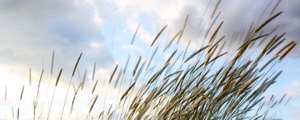 Вецер у полі. Архіўнае поле. Вецер у полі. Архіўнае поле. - Sputnik Беларусь