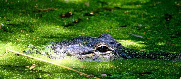 Аллигатор в озере. Архивное фото Аллигатор в озере. Архивное фото - Sputnik Беларусь