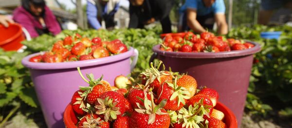 Сбор клубники в Брестской области - Sputnik Беларусь