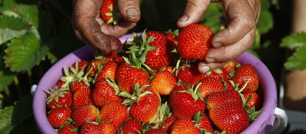 Збор клубнікі ў Брэсцкай вобласці - Sputnik Беларусь