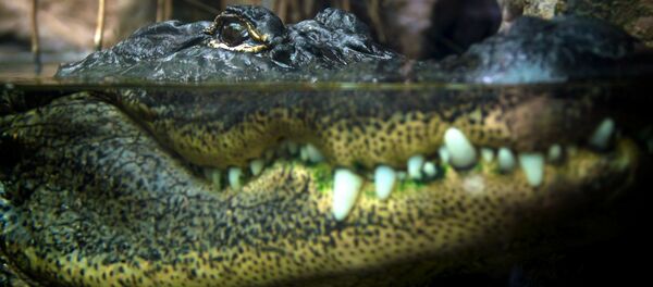 Аллигатор - Sputnik Беларусь