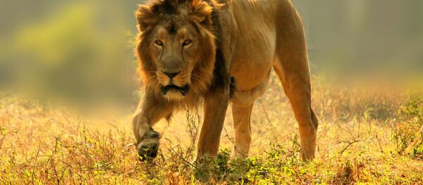 Лев, архивное фото - Sputnik Беларусь