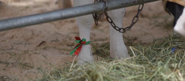 Конкурс на лучшую корову на выставке Белагро - Sputnik Беларусь