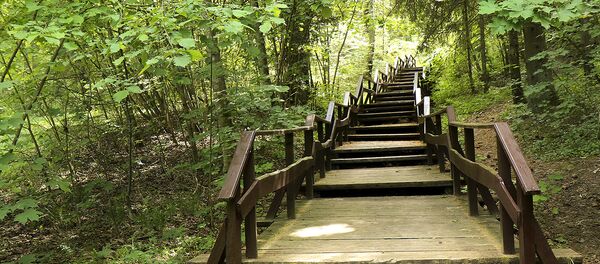 Лес, архивное фото - Sputnik Беларусь