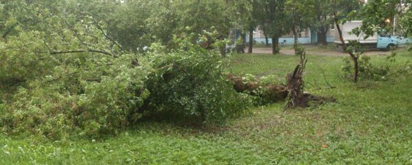 Вырванное дерево - Sputnik Беларусь