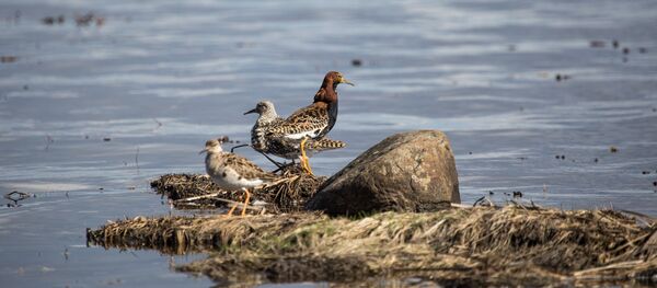 На одном из озер в Карелии, архивное фото - Sputnik Беларусь