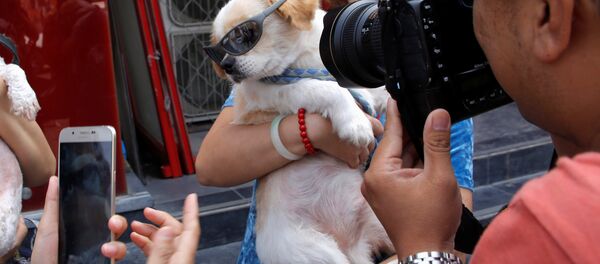 Спасенная активисткой собака - Sputnik Беларусь
