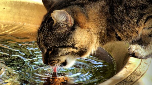 Кот, пьющий воду - Sputnik Беларусь