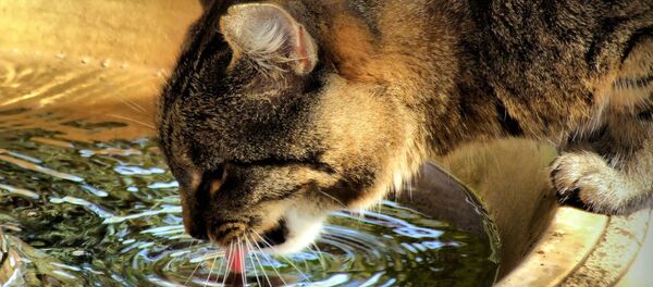 Кот, пьющий воду - Sputnik Беларусь