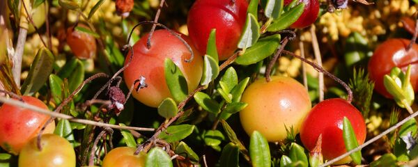 Клюква Клюква - Sputnik Беларусь