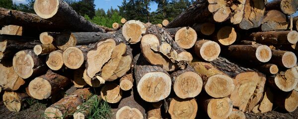 Склад леса - Sputnik Беларусь