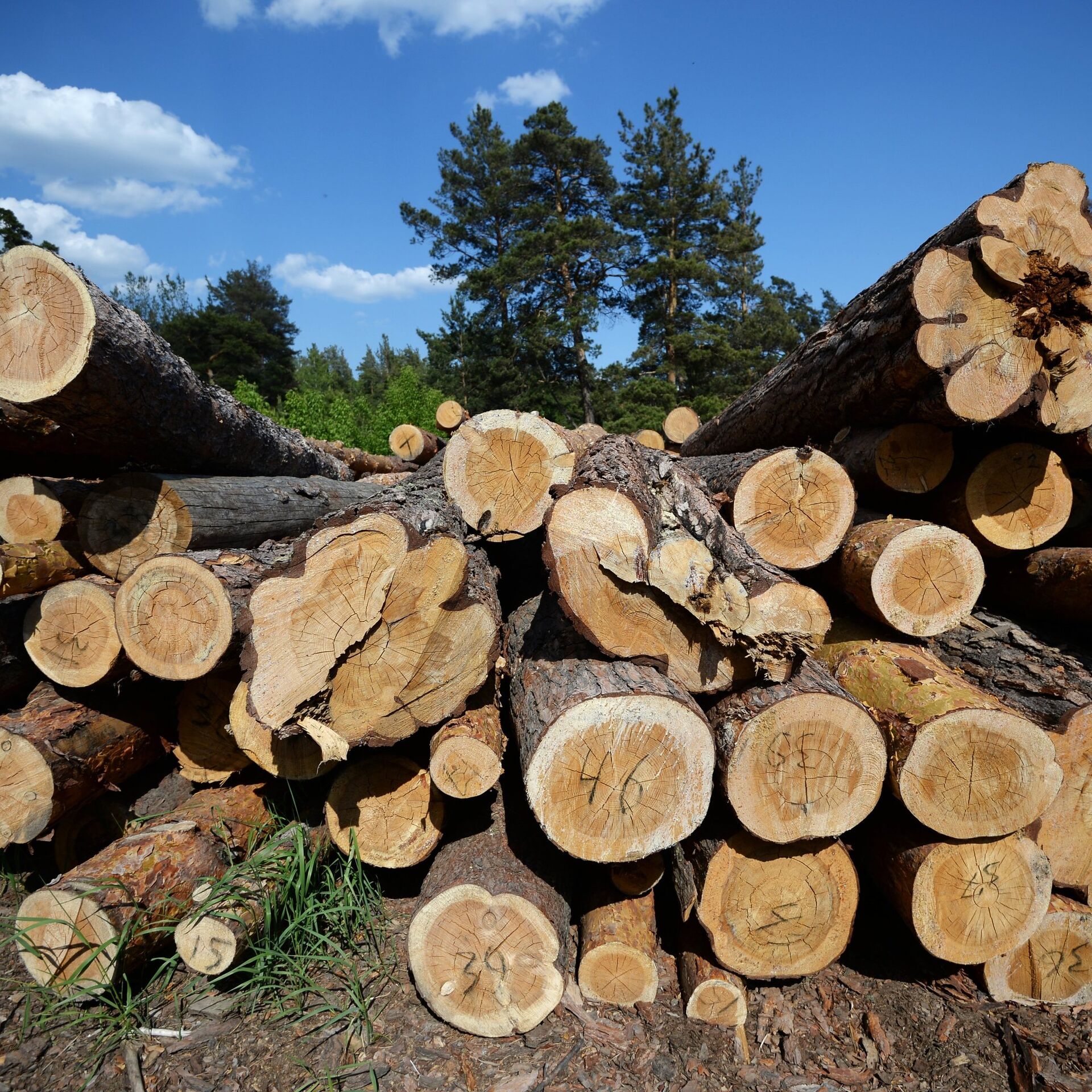 Вырубка деревьев. Вырубленные деревья. Лесозаготовка. Казахстан экспорт древесины.