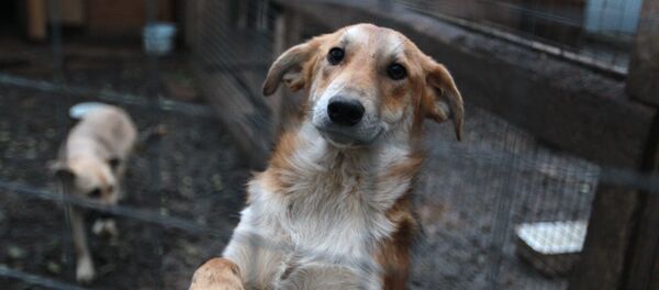 Собаки в вольере. Архивное фото - Sputnik Беларусь