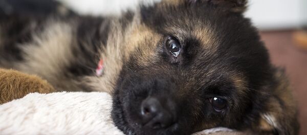 Щенок немецкой овчарки - Sputnik Беларусь