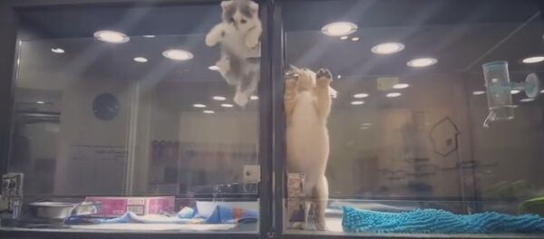 Минутка умиления: ролик побег котенка к щенку покорил интернет - Sputnik Беларусь