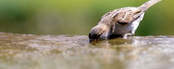 Смага Смага - Sputnik Беларусь