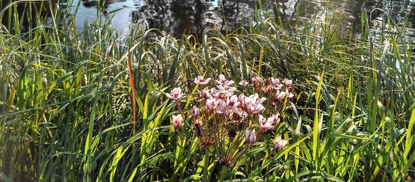 Над вадою Над вадою - Sputnik Беларусь